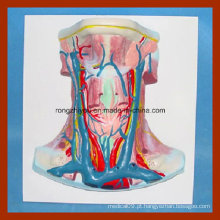 Vivid Human Anatomy Neck Embalagem Demonstração Modelo